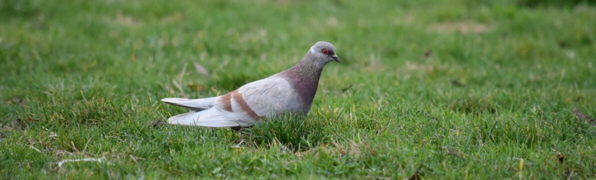 Le pigeon dans le parc