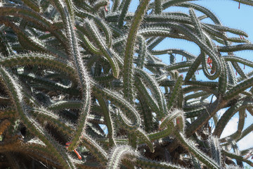 A tangle of Octopus Cactus thrives under a bright blue sky.
