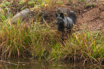 Silver Fox (Vulpes vulpes) Sits on Shoreline