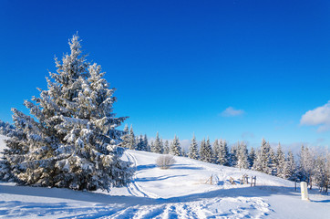 Winter mountain landscape with lots of snow trees 