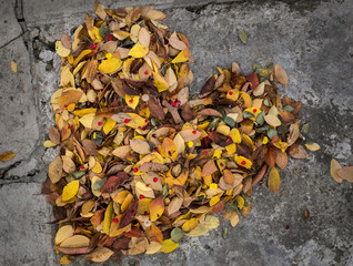 Heart made of leaves