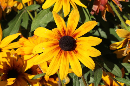 "Black-Eyed-Susan" flower (or Brown Betty, Gloriosa Daisy, Golden Jerusalem, Poorland Daisy, Yellow Ox-Eye Daisy) in Innsbruck, Austria. Rudbeckia Hirta is native to North America. 