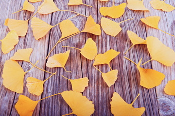 Autumn leaves background yellow