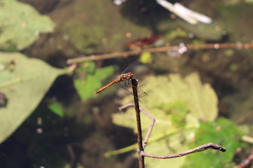  A female "Red-veined Darter" dragonfly (or Nomad dragonfly)  in Innsbruck, Austria. Its scientific name is Sympetrum Fonscolombii (or Fonscolombei), native to Europe.