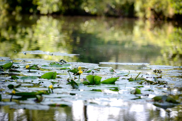 Seerosen in der Natur