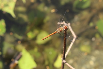  A female "Red-veined Darter" dragonfly (or Nomad dragonfly)  in Innsbruck, Austria. Its scientific name is Sympetrum Fonscolombii (or Fonscolombei), native to Europe.