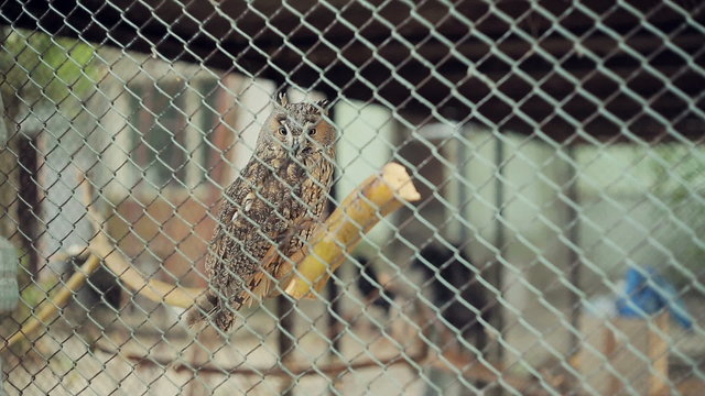 Owl In A Cage