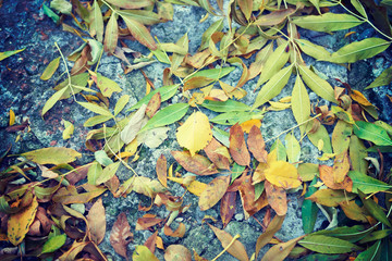 Autumn leaves background yellow