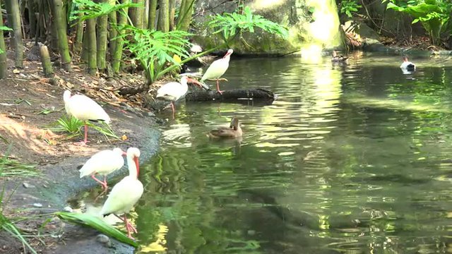 American white ibis preening its feathers and hunting by a pond. The American white ibis (Eudocimus albus) is a species of bird in the ibis family, Threskiornithidae. 4k video.