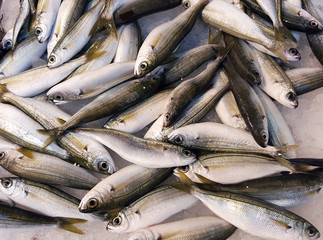 Small fishes background