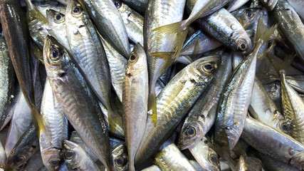 Obraz premium Fresh fish
