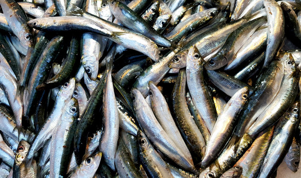 Fresh anchovies