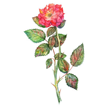 Watercolor pink rose isolated clip art