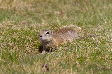 Prairie Dog in the early spring