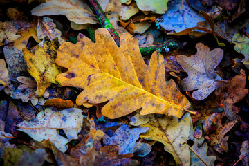 Dry autumn oak leaf