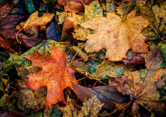 autumn leafage - nice autumn abstract background
