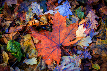 autumn maple leaf