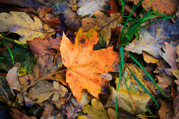 nice autumn maple leaf