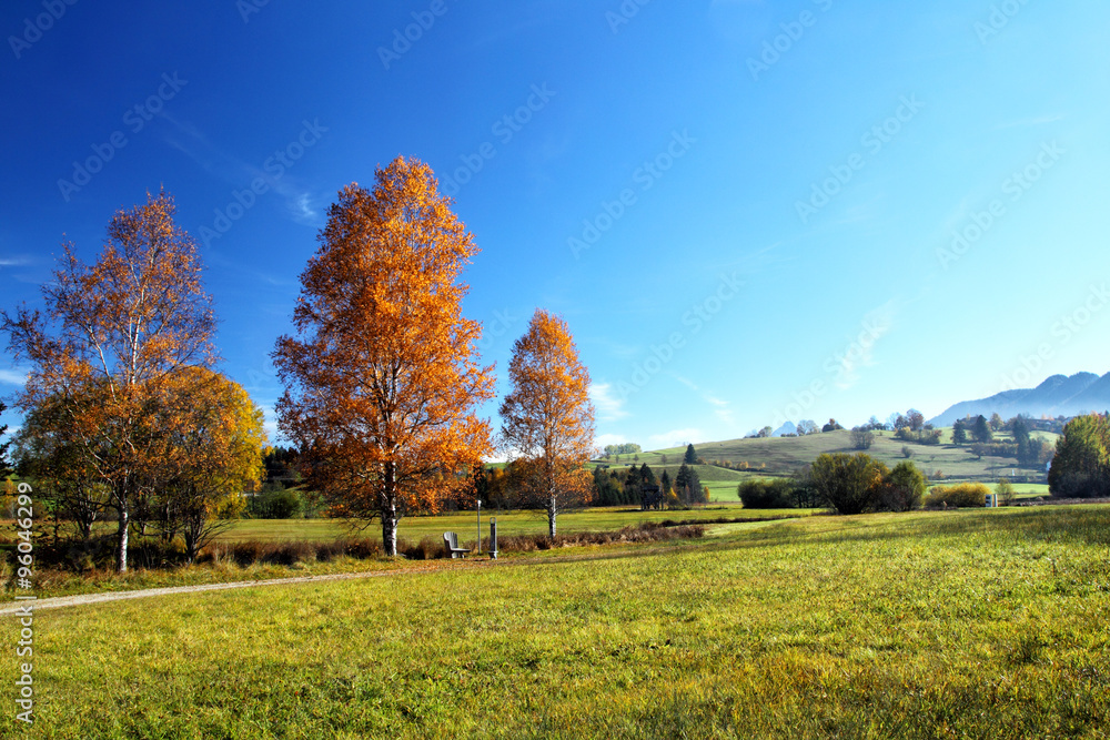 Poster Birke im Herbst