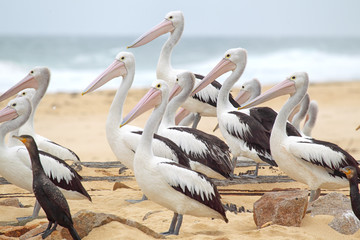 Brillenpelikane (Pelecanus conspicillatus)
