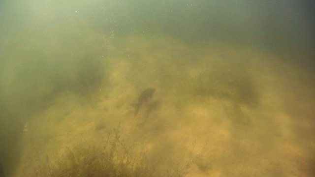 Lake Powell underwater single carp fish Utah USA