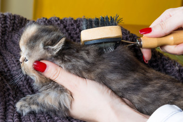 Toelettatura di un cucciolo di gatto persiano a pelo lungo tortie