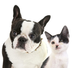 Cute pets isolated on white