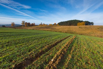 Fototapeta na wymiar Green field at autumnal morning