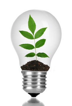 Green eco energy concept. Plant growing inside light bulb, isolated on white
