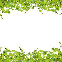 Frame with green leaves on white background
