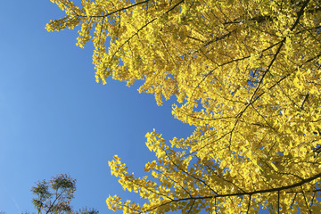 Ginkgo of autumn leaves
