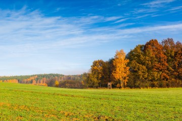 Green field at autumnal morning