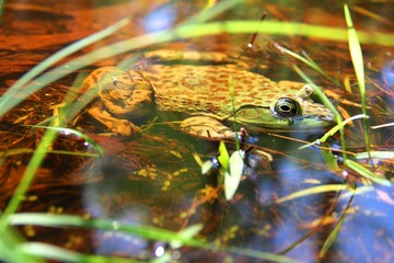 Bullfrog in pond