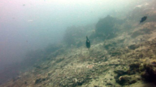 Fish Triggerfish attacking divers in Bali