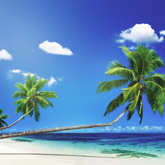 Scenic View Sea Shore Sand Coconut Palm Trees Concept
