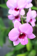 Bloom Orchid flower