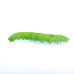 Green caterpillar on a white background