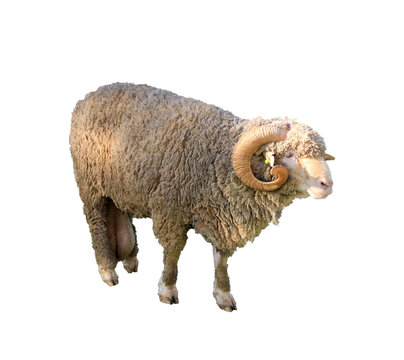 Arles Merino sheep, ram, isolated on white background