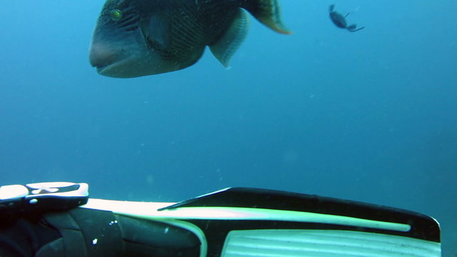 Fish Triggerfish attacking divers in Bali