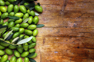 Olea europaea Ελιά オリーブ 橄欖  木樨科 มะกอกออลิฟ Олива европейская