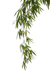 bamboo leaves isolated on white background.