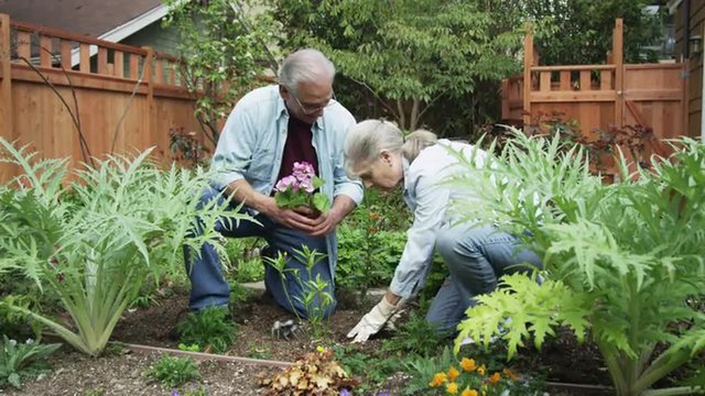 Senior couple gardening in yard