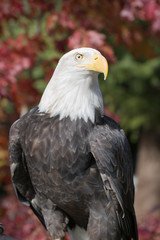 American Bald Eagle (Haliaeetus leucocephalus)
