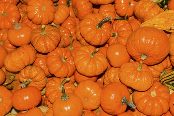 Small Orange Pumpkins Washington
