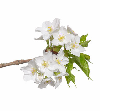 White cherry blossom –white background