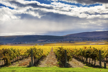 Yellow Leaves Grapes Fall Vineyards Red Mountain Benton City Washington