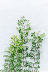 growing plant against white wall