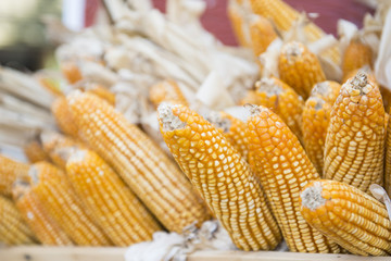 dried corn in the basket