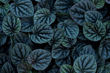Unusual Beautiful Dark black leaves texture for background add color filter