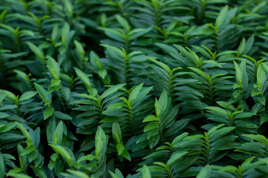 green leaf background